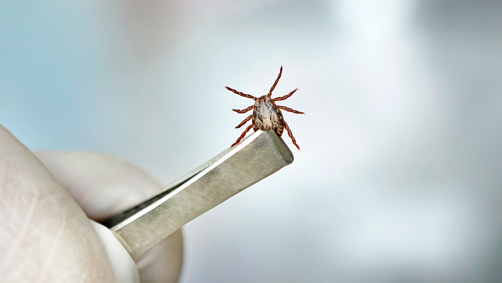 What is Lyme Disease?